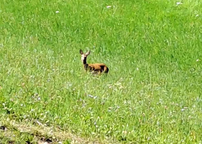 Landgut Auszeit - Erholung Am Berg 1300m Lejlighed Oberkremsberg